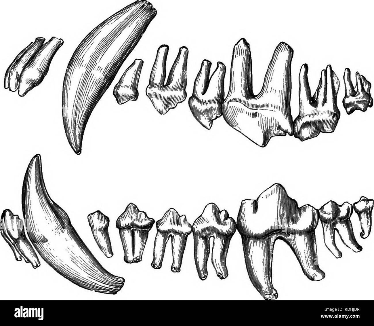 Картинка зубы Корсака рисунок