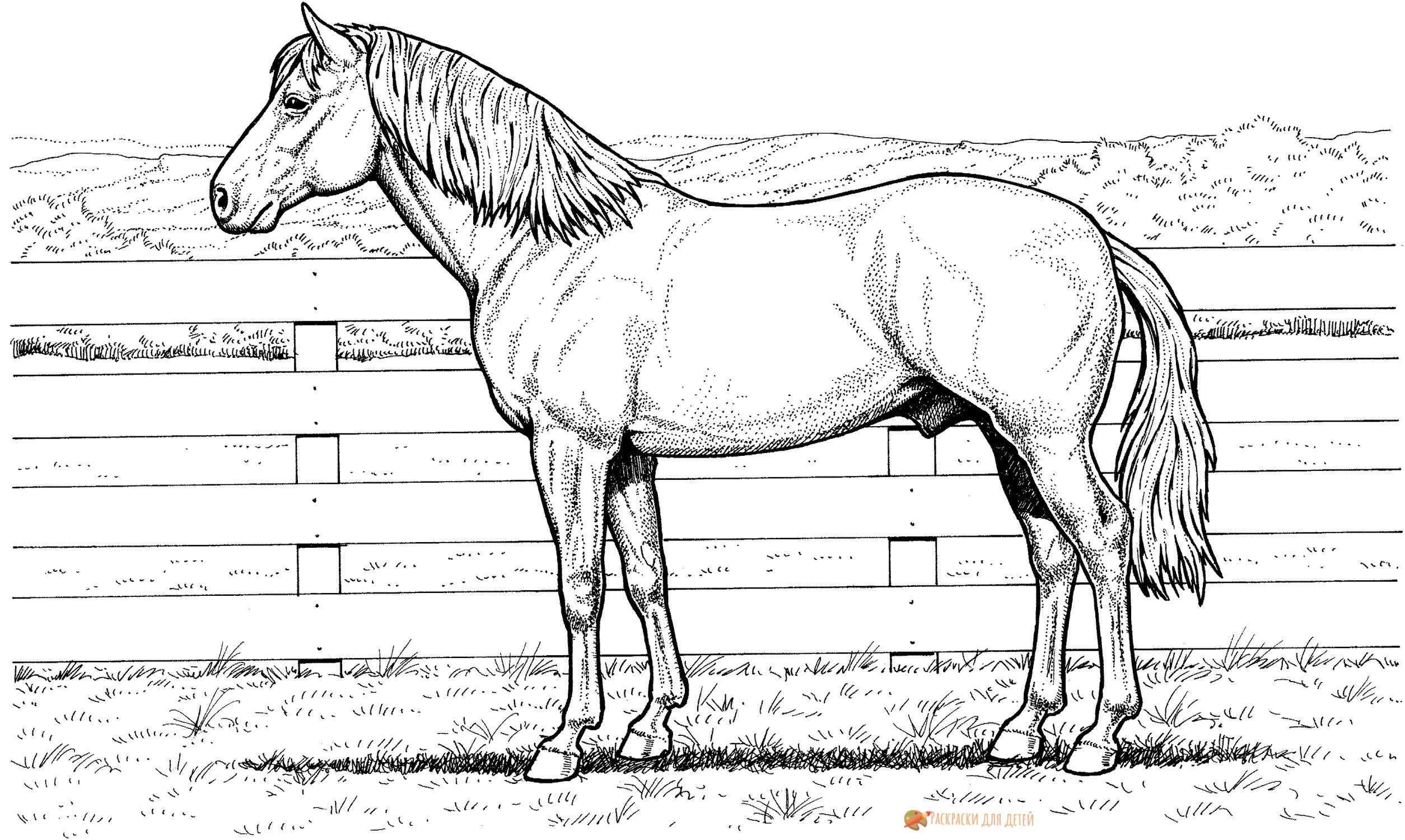 Раскраска конь