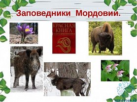 Животные Республики Мордовии