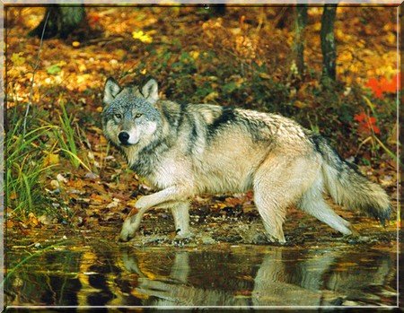 ЗУБР рисунок