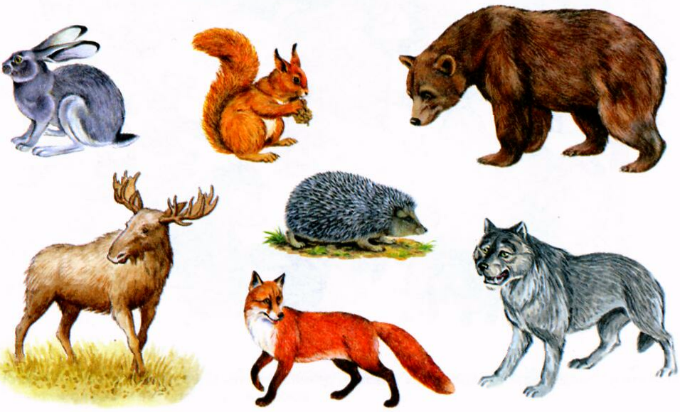 4 дикие животные. Лесные животные. Лесные животные для малышей. Картинки диких животных. Дикие Лесные животные.