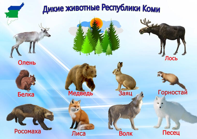 На каких зверей идут. Животный мир Республики Коми. Лесные животные. Название диких животных. Лесные животные для детей.