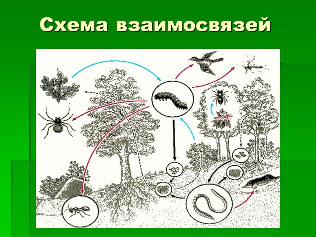 Цепь питания экосистемы смешанного леса. Схема экосистема широколиственного леса. Схема взаимосвязи в природе. Схема биогеоценозашироколиственного леса. Экосистема леса рисунок.