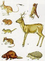 Тургояк рисунок