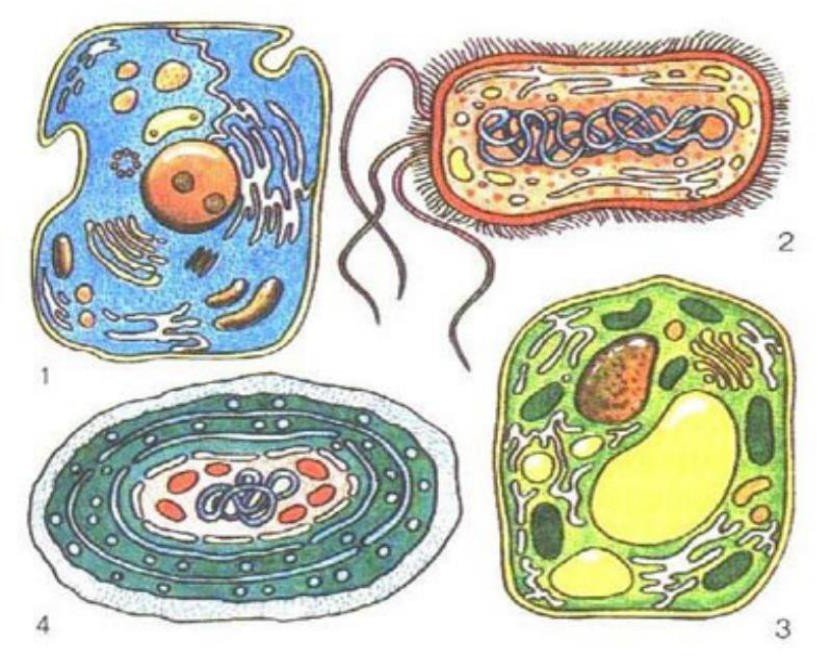 Клетка метка. Растительная животная грибная и бактериальная клетки. Клеточные строение организмы Живая клетка. Строение эукариотической клетки растения животные грибы. Клетки бактерий клетки грибов клетки растений клетки животных.
