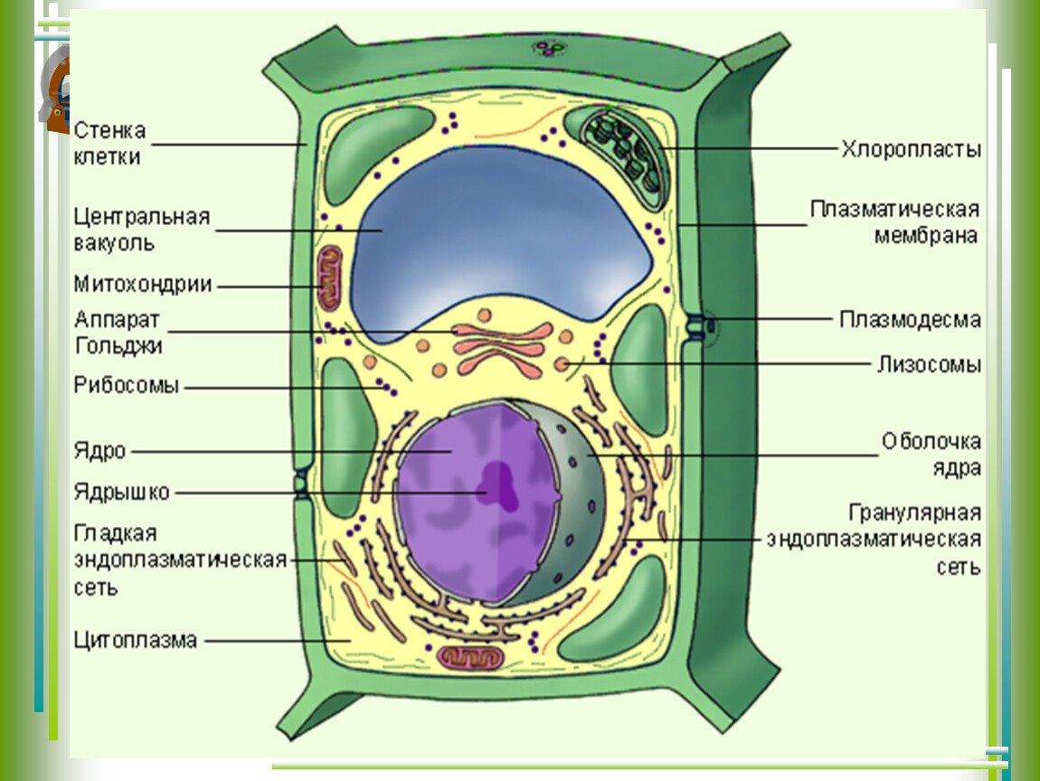 органоиды раст клетки таблица фото 104