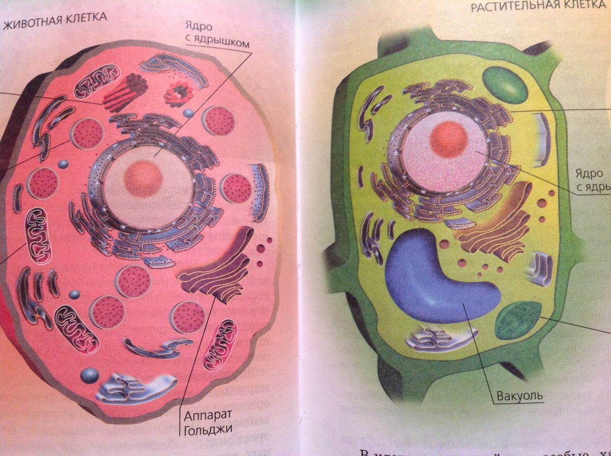 Животная клетка рисунок 5 класс биология