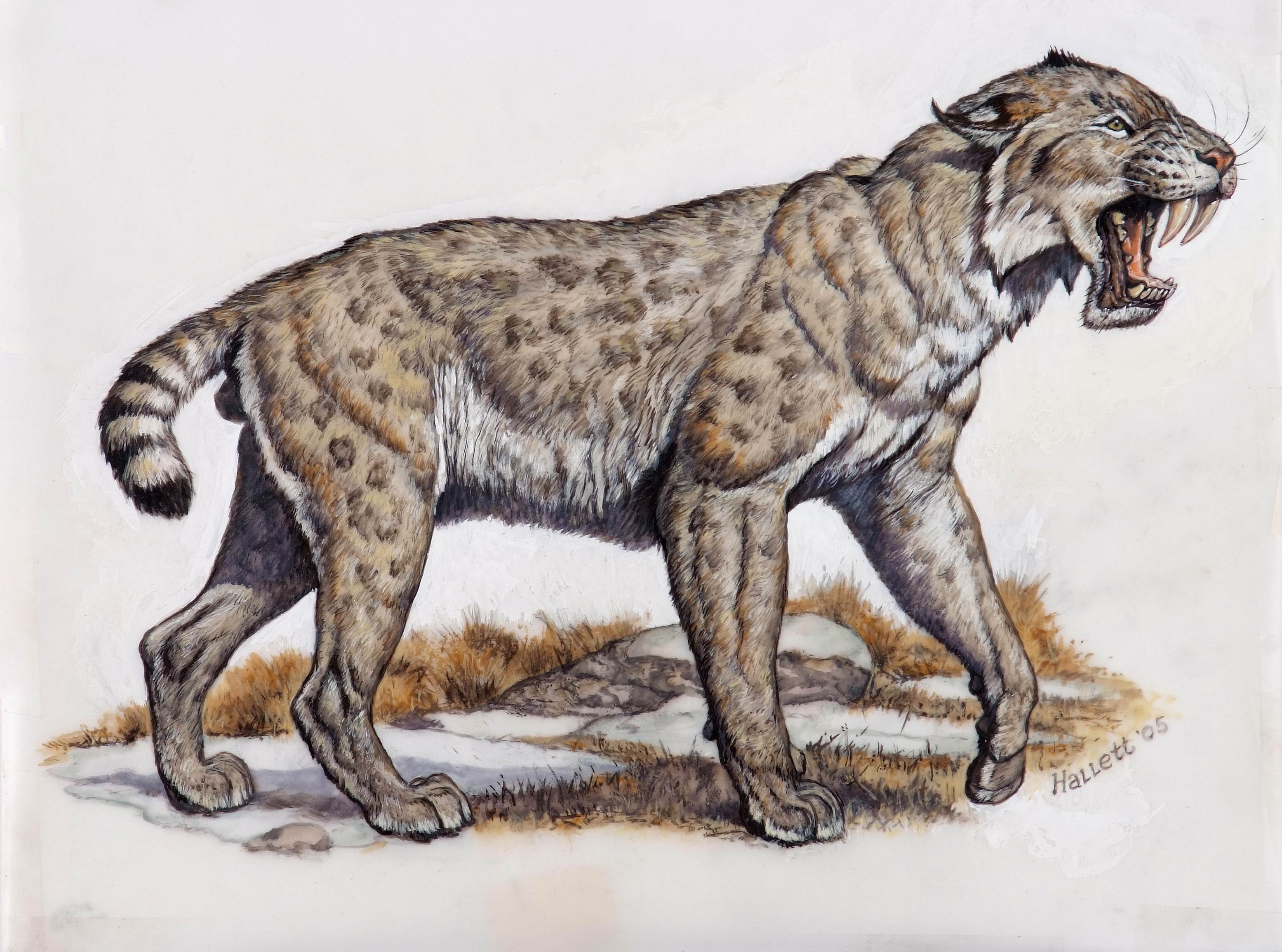 Доисторическое животное Смилодон