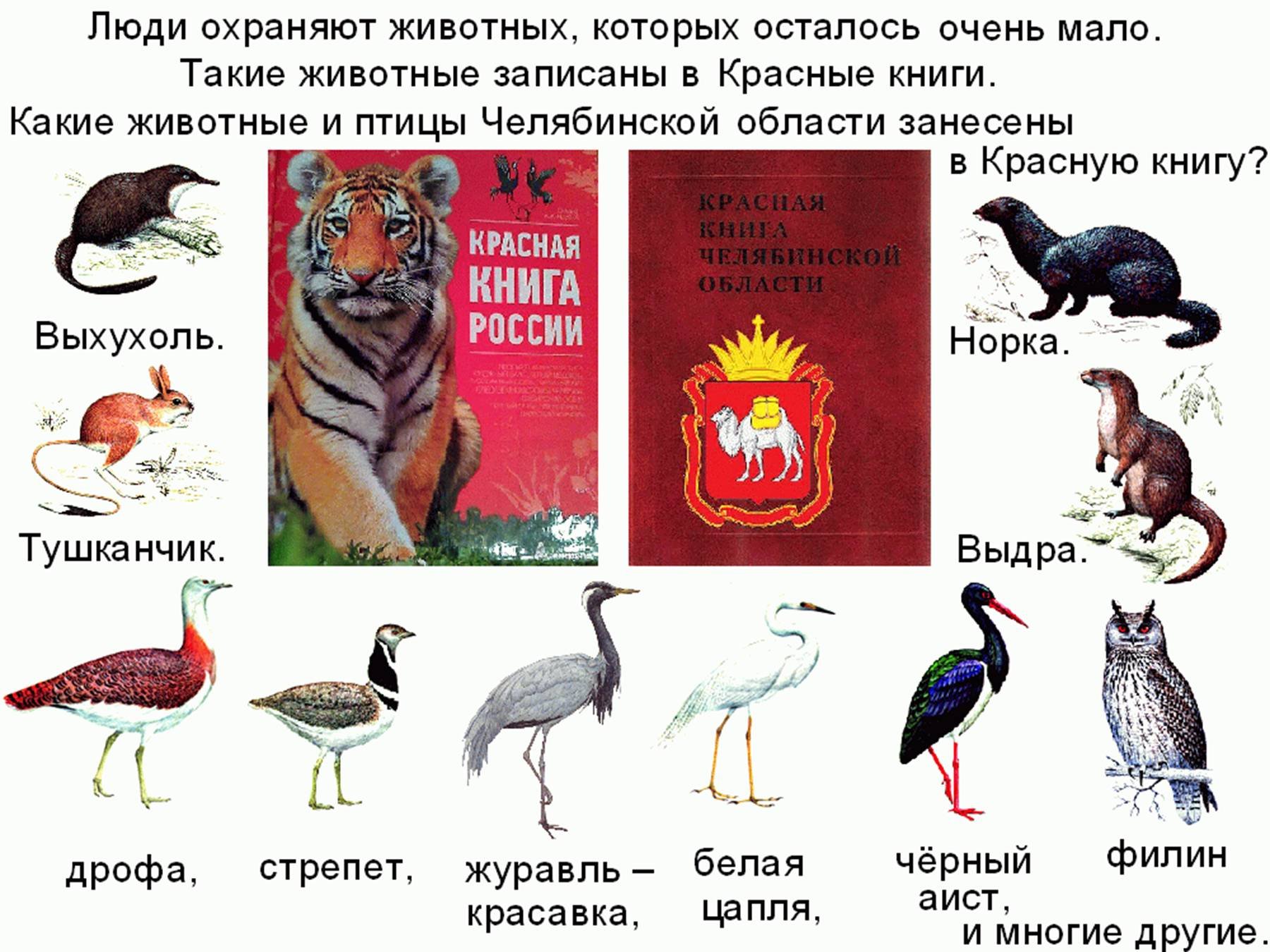 Какие животные должны быть в красной книге. Какие животные занесены в красную книгу. Красная книга России. Животные. Животные и растения красной книги. Название животных красной книги.