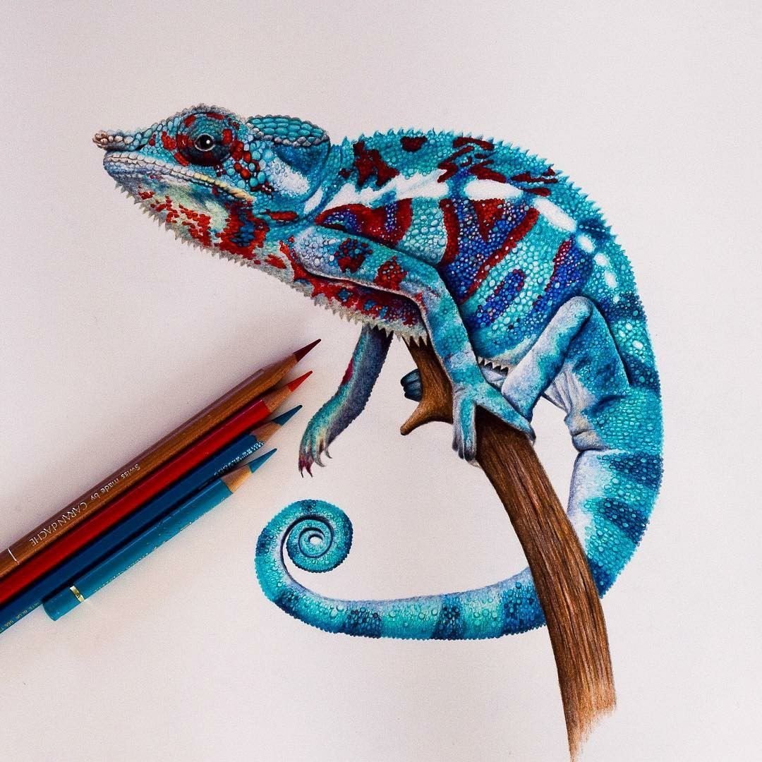 Рисунок хамелеона карандашом