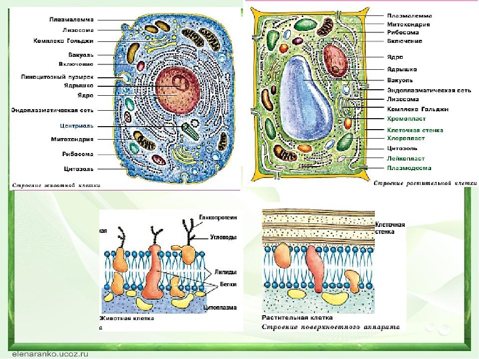 Огэ биология бактерии. Рисунки клеток бактериальной растительной и животной клетки. Строение клетки растения животного и гриба. Растительная животная и грибная клетка. Строение клеток растений животных грибов и бактерий.