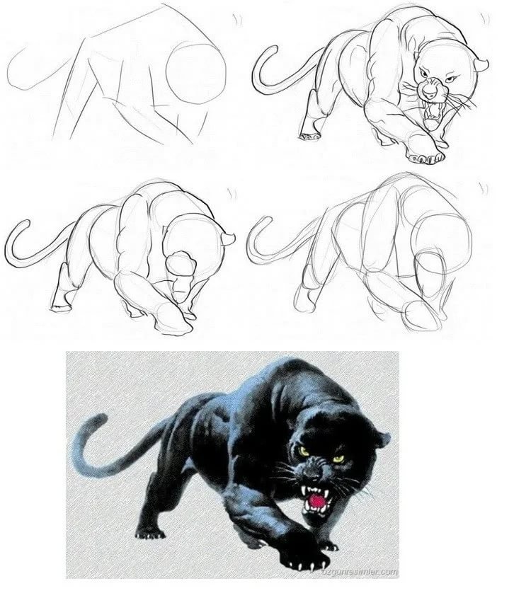 Как нарисовать любого животного