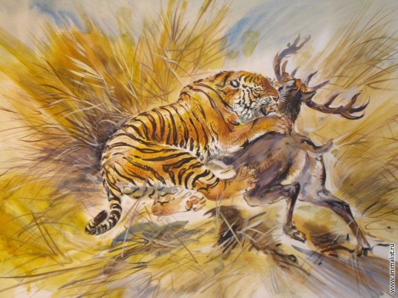 Тигр погнался за оленем и догнал. Тигр охотится. Хищник живопись. Тигр на охоте.