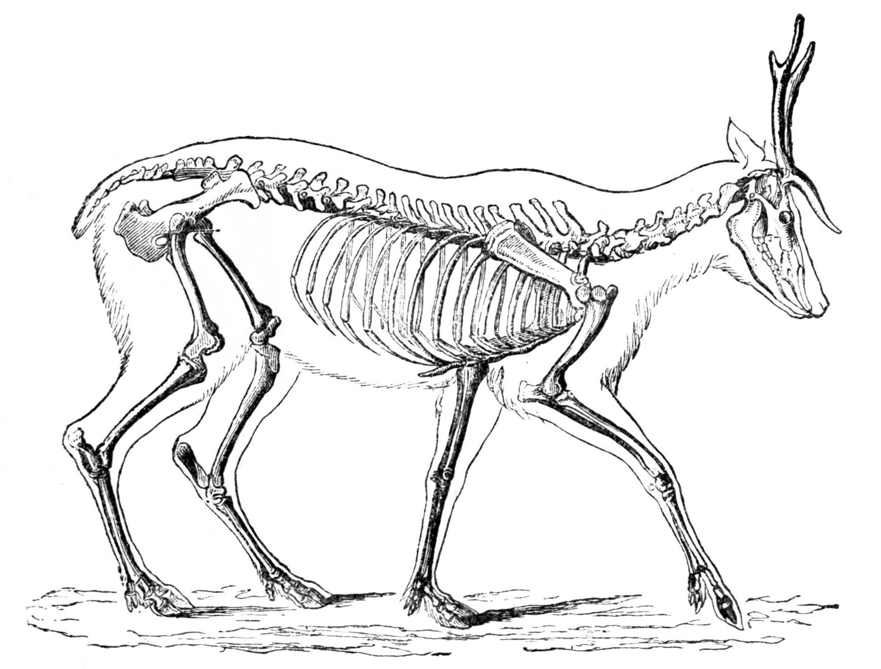 Скелет лосенка