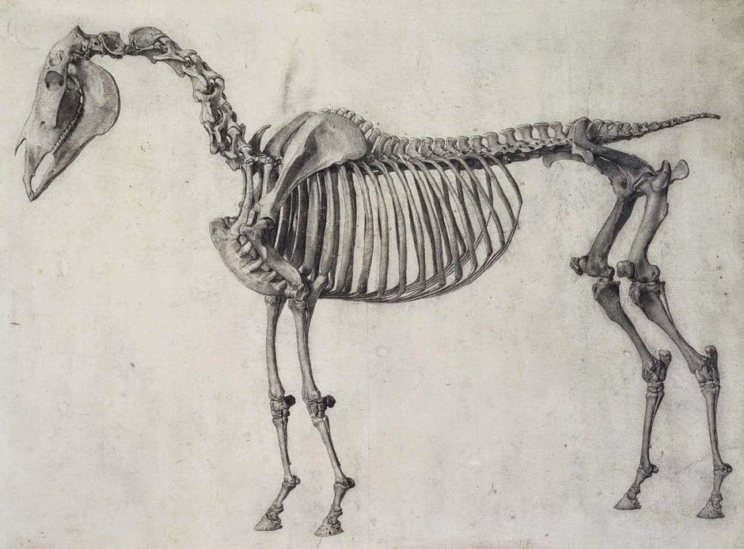 Скелет лошади в движении