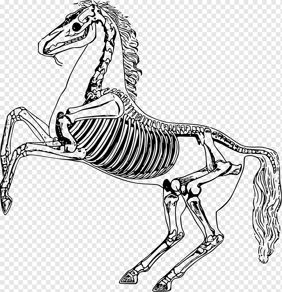 Скелет лошади рисунок