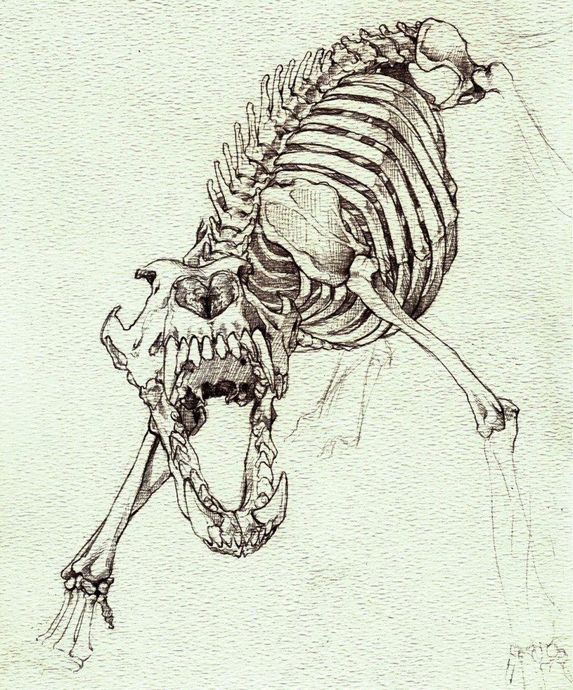 Собачий скелет