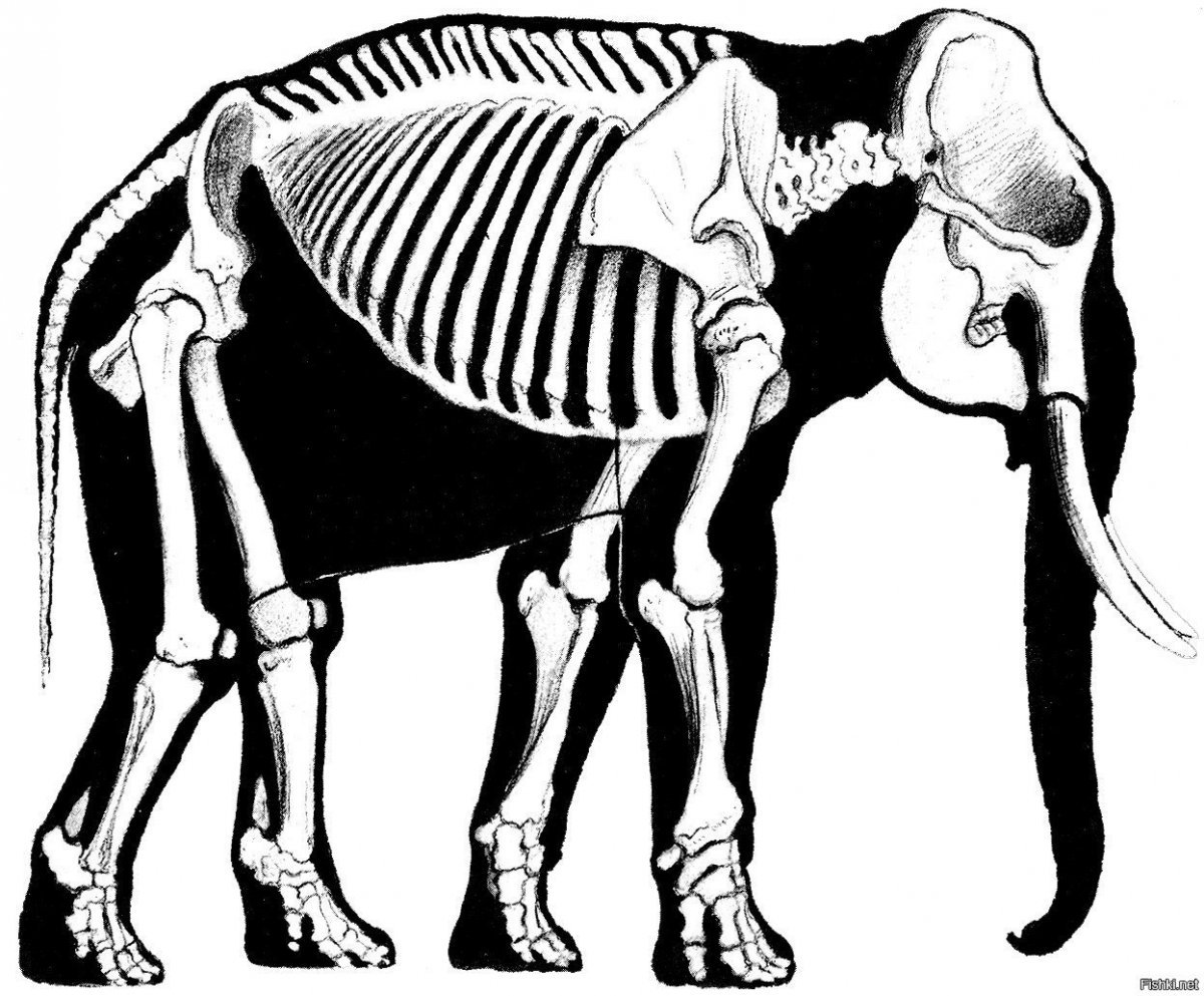 Скелет слона строение