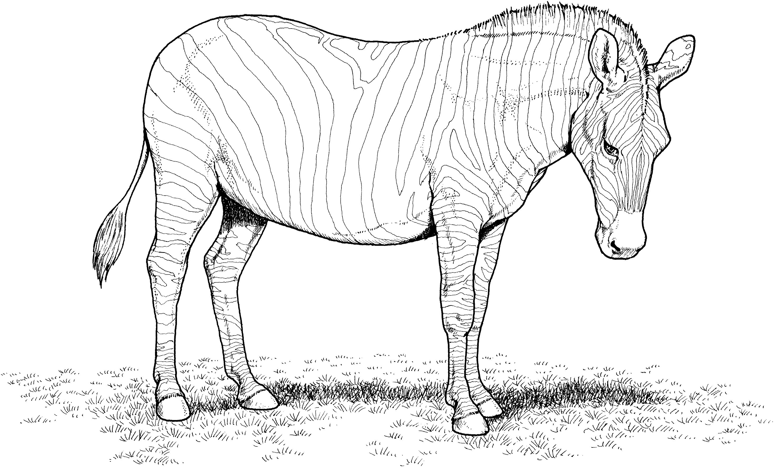 Рисунок зебры для раскрашивания