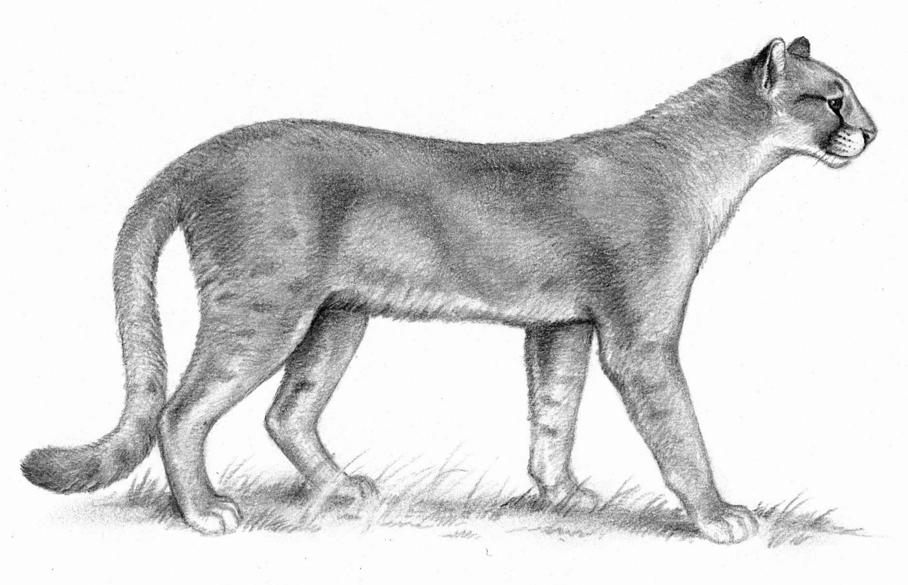Puma pardoides