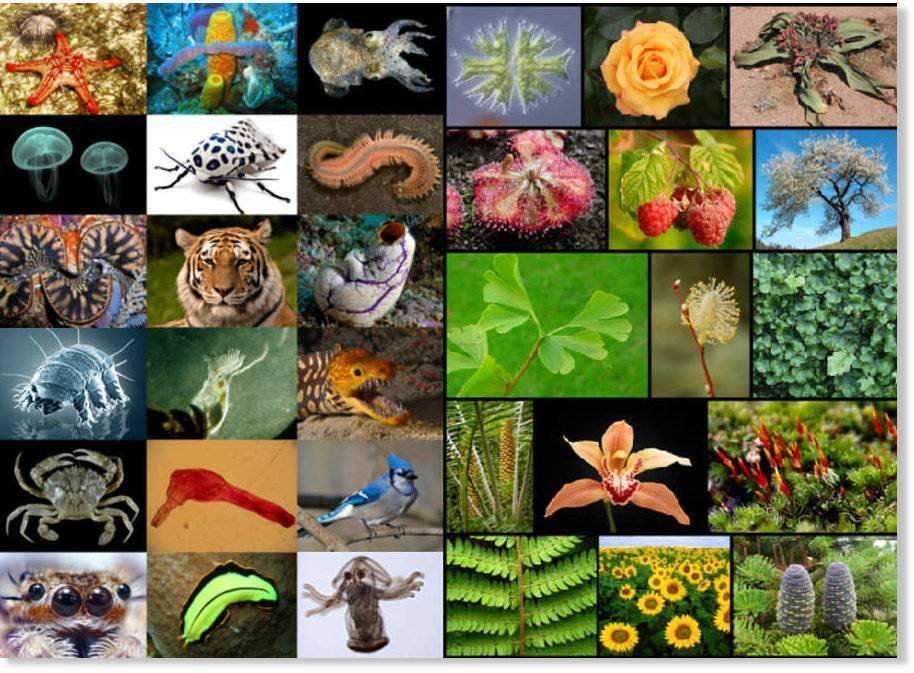 Многообразие видов. Растения и животные. Живые существа. Многообразие жизни на земле. Многообразие животных и растений.