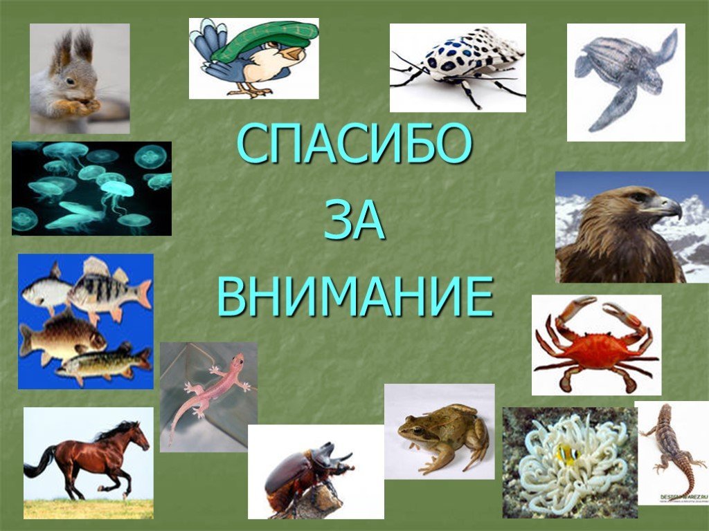 Урок многообразие животных. Разнообразие животных. Спасибо за внимание животные. Спасибо за внимание биология. Спасибо за внимание для презентации животные.