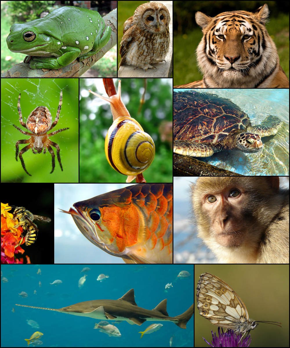 Разнообразие живых существ