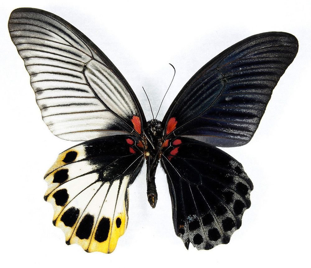 Бабочки гинандроморфы