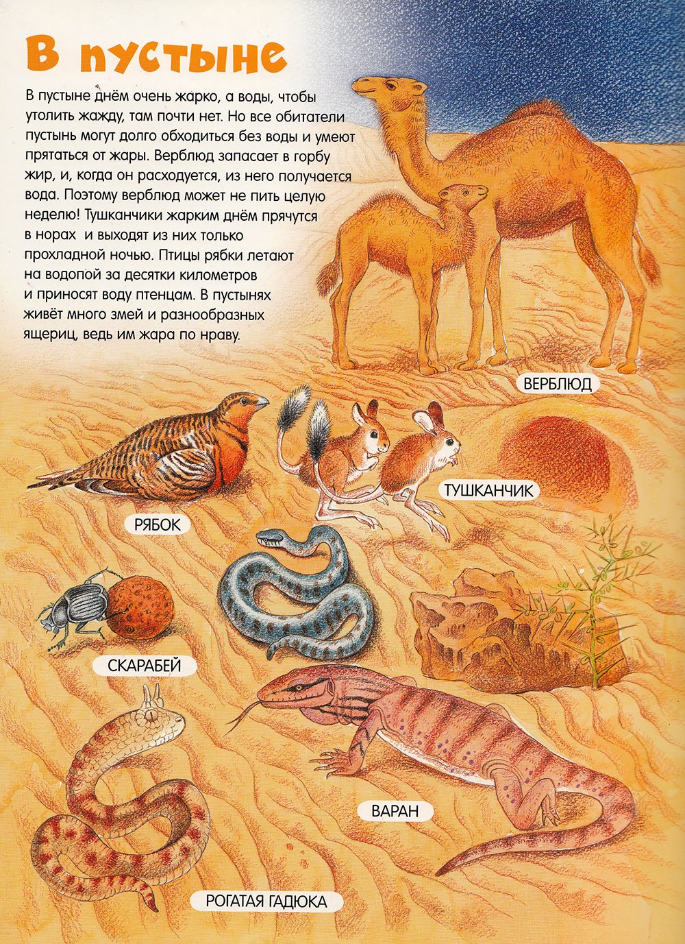 Какие животные и растения обитают в пустыне. Обитатели пустыни для детей. Животные обитающие в пустые. Какие животные живут в пустыне. Кто живёт в пустыне из животных.