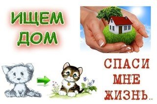 Котик ищет дом