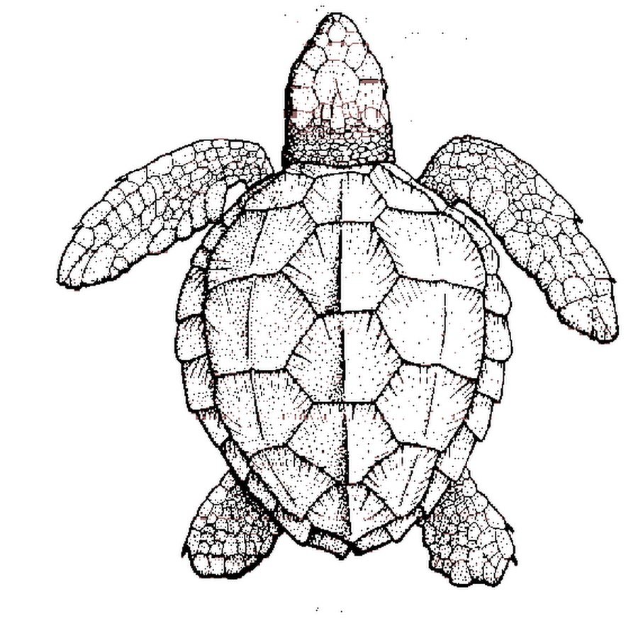 Симметрия черепахи. Рисунок морская черепаха сверху снизу. Раскраска черепаха. Раскраски черепах. Морская черепаха раскраска.