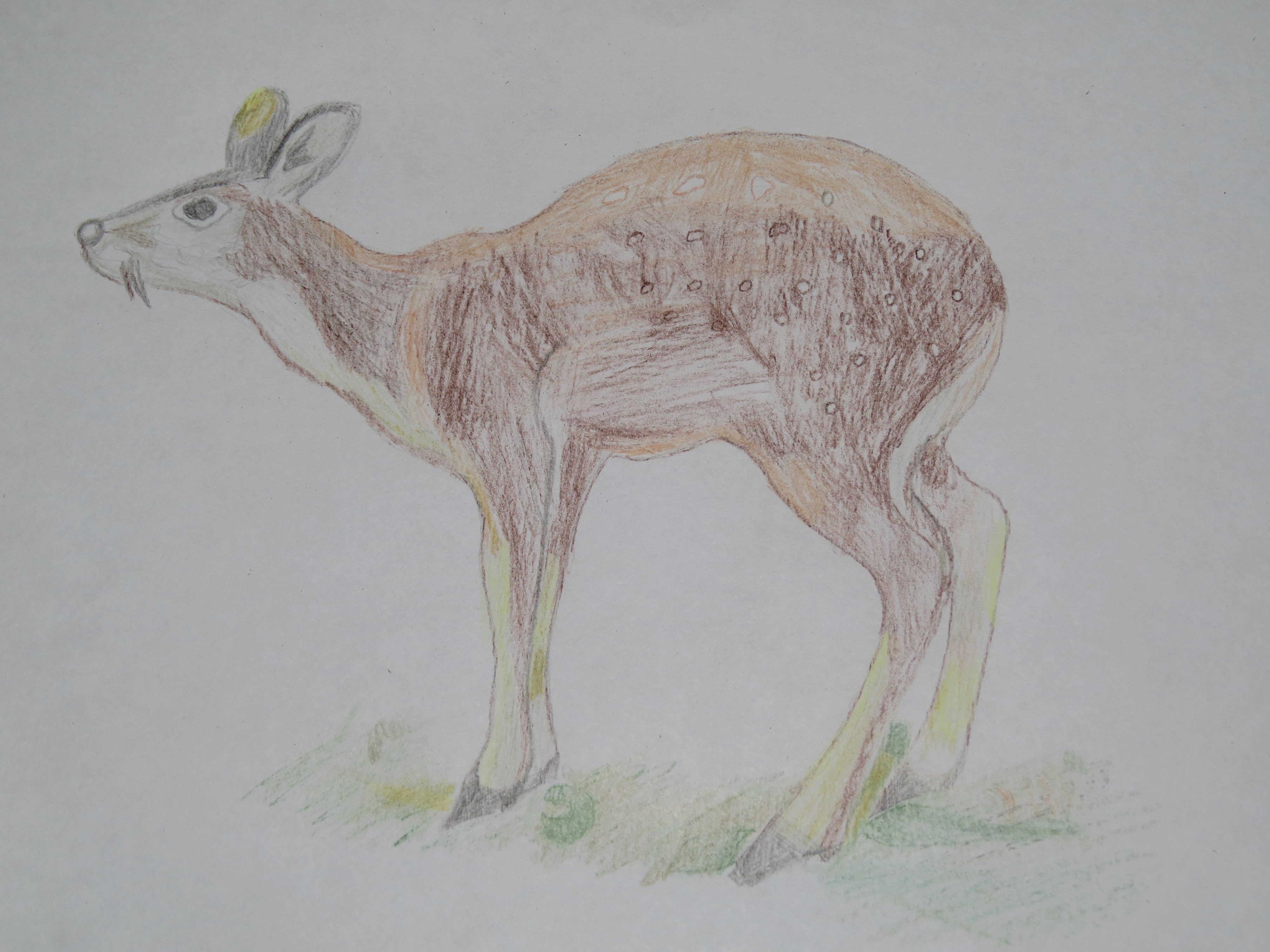 Кабарга животное рисунок карандашом