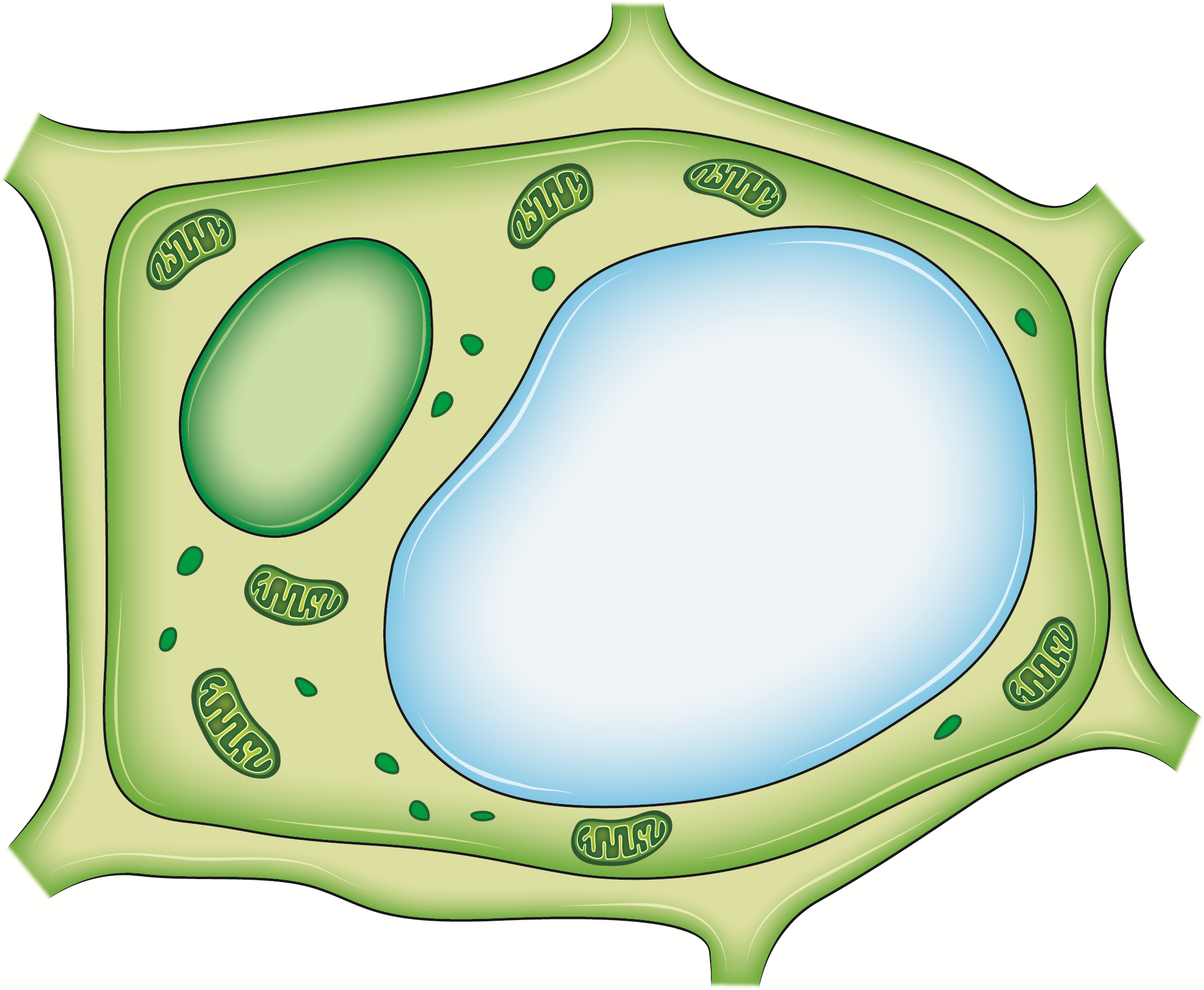 Вакуоль деление клеток