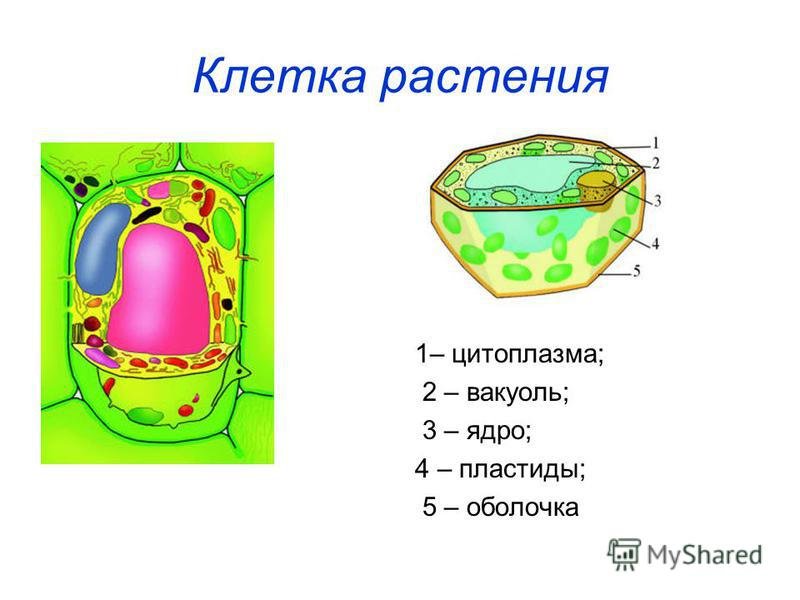 Вакуоль деление клеток. Вакуоль хлоропласт и клеточная стенка. Клеточная стенка ядро цитоплазма вакуоли строение. Строение клетки вакуоль. Схему строения растительной клетки вакуоль ядро.