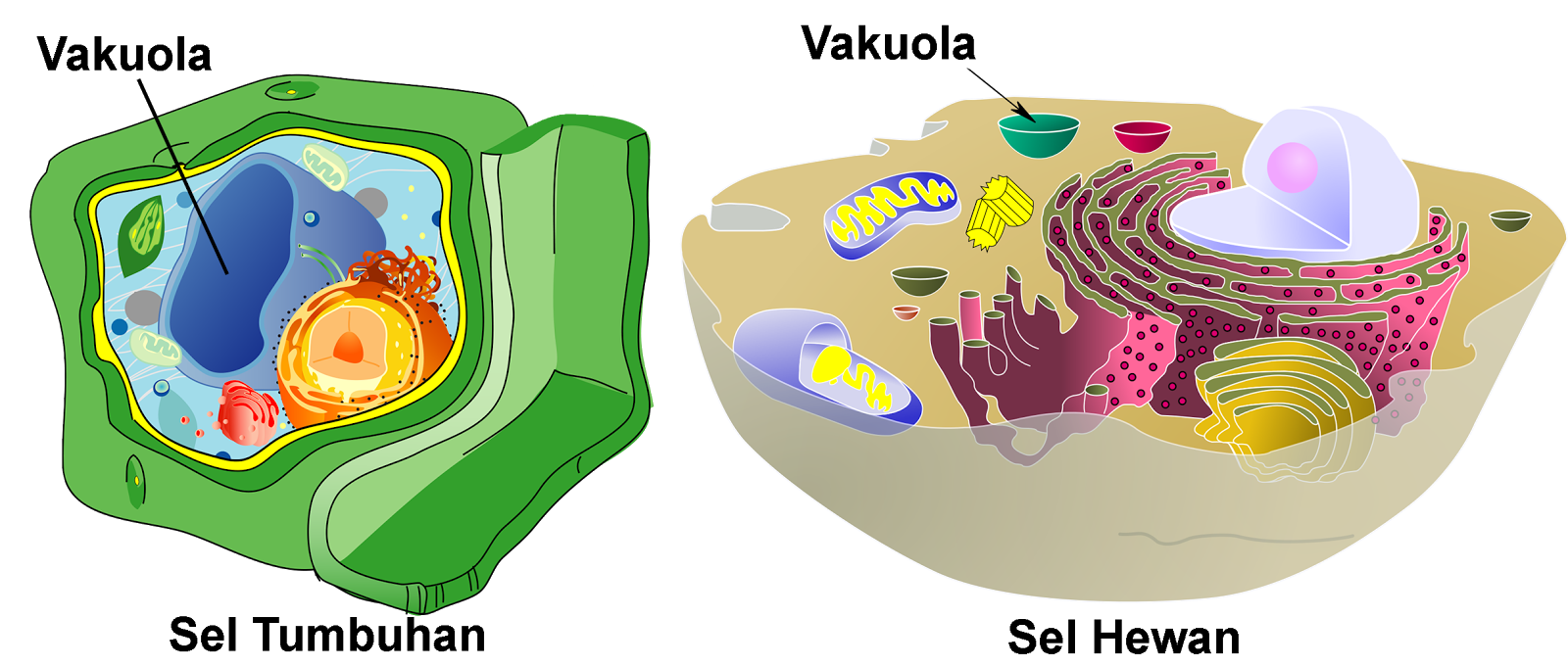Наличие вакуолей растительная клетка. Вакуоли вакуоли в клетках растений и животных. Органоиды эукариотической клетки вакуоль. Вакуоль растительной клетки строение. Вакуоли растительной клетки и животной клетки.
