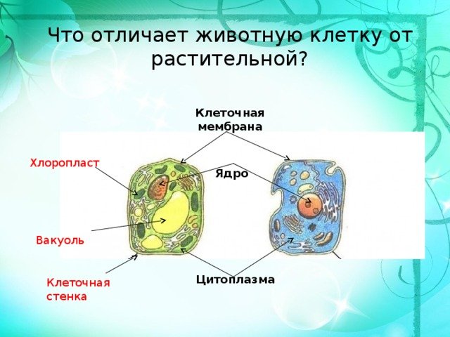 Наличие вакуолей растительная клетка. Вакуоль в растительной и животной клетки. Мембрана, стенка, цитоплазма, ядро. Различие вакуоли у растительной и животной клетки.