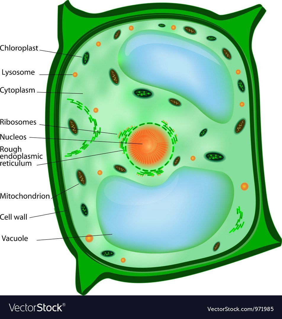 Цитоплазма растительной клетки 5 класс