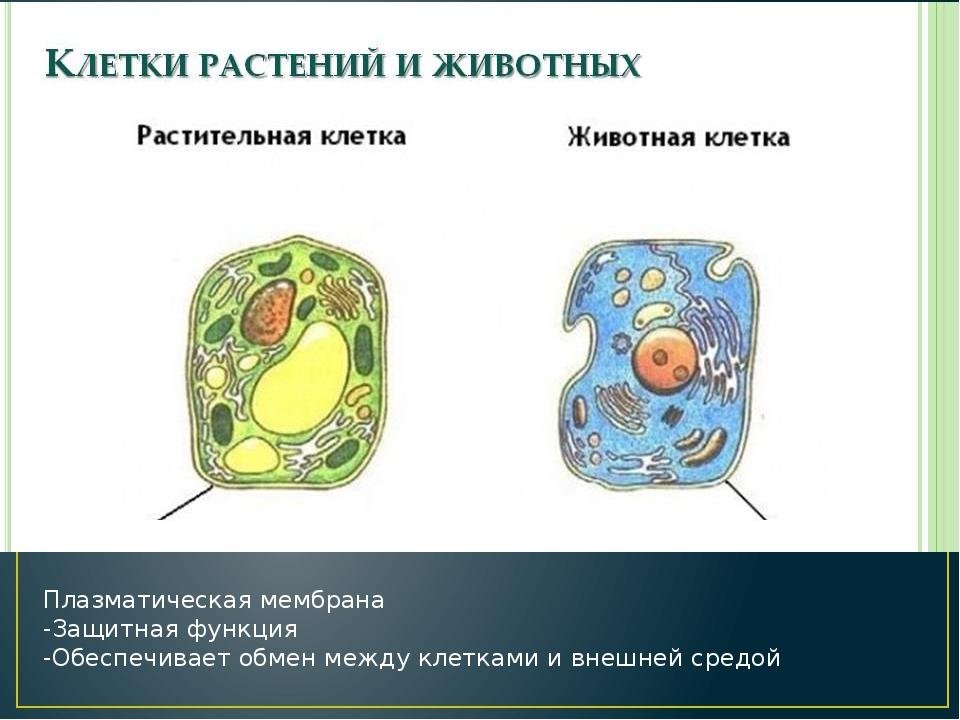 Как отличить клетки. Клетка растений и животных. Схема растительной и животной клетки. Схема строения животной и растительной клетки. Растительная и животная клетка рисунок.