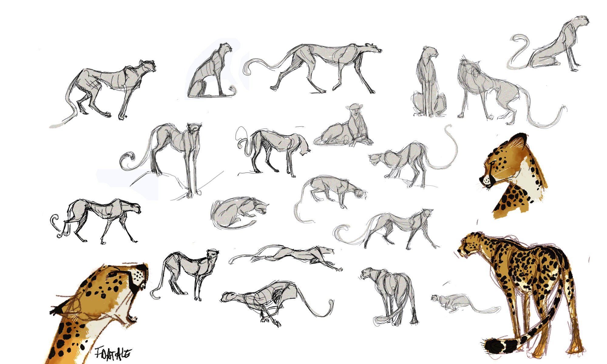 Анатомия гепарда для рисования