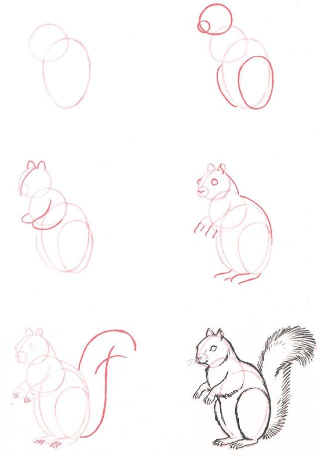 Как нарисовать любого животного