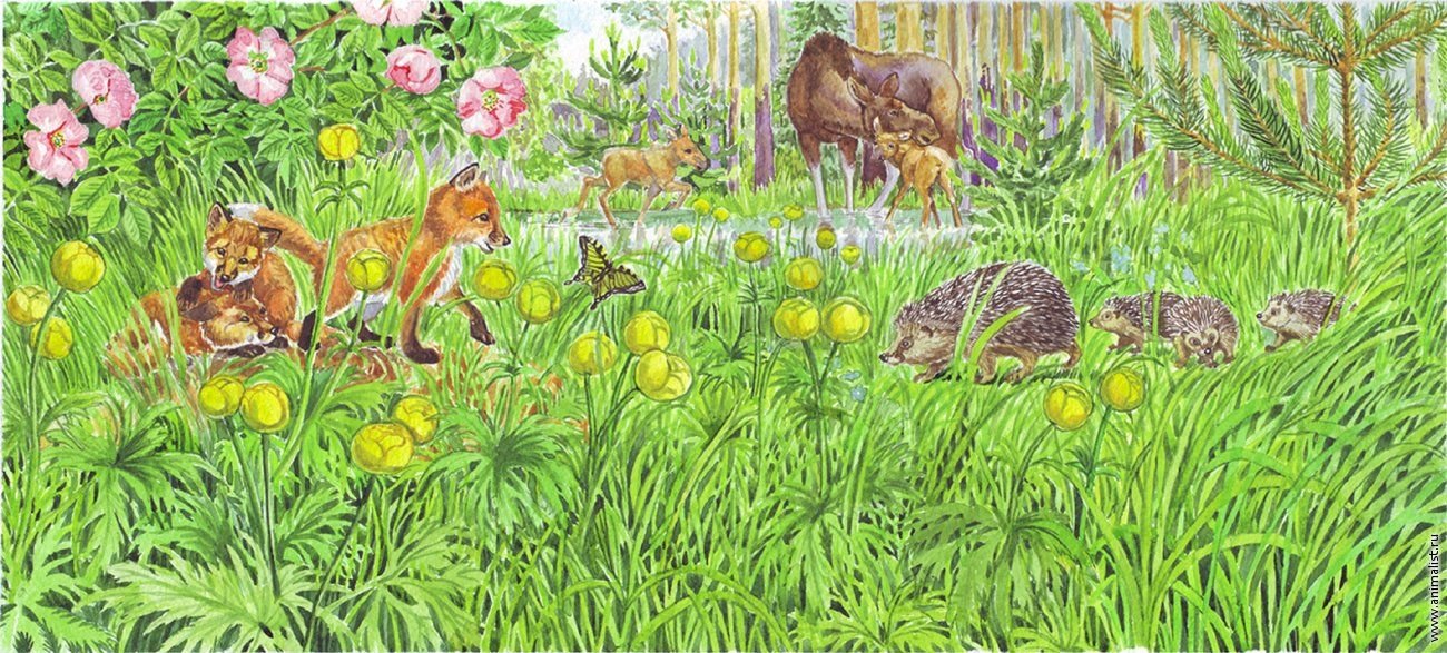 Растения лугового сообщества. Картина на полянке. Луг для дошкольников. Лесная Полянка с животными для детей. Животные на лугу.