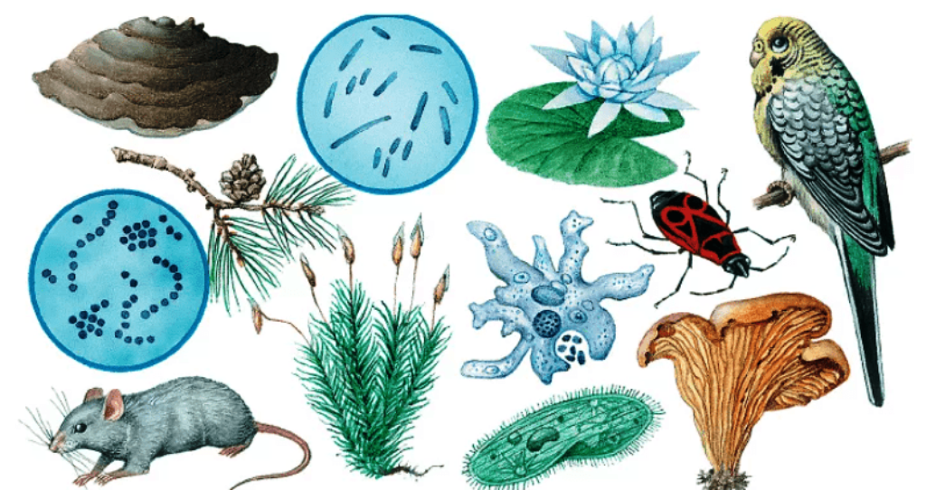 Изучите рисунок благодаря какому процессу образовалось такое многообразие изображенных организмов