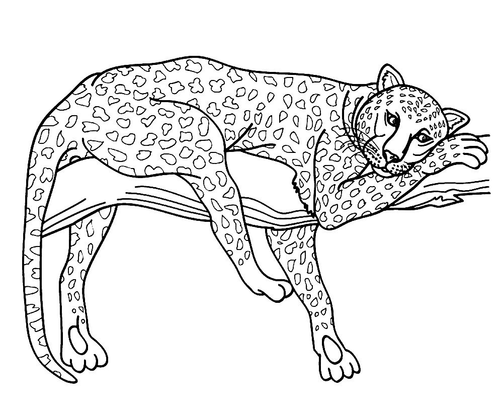Раскраска леопард