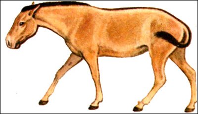 Персидский Кулан - Equus hemionus Onage