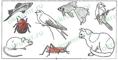 Строение птицы для дошкольников