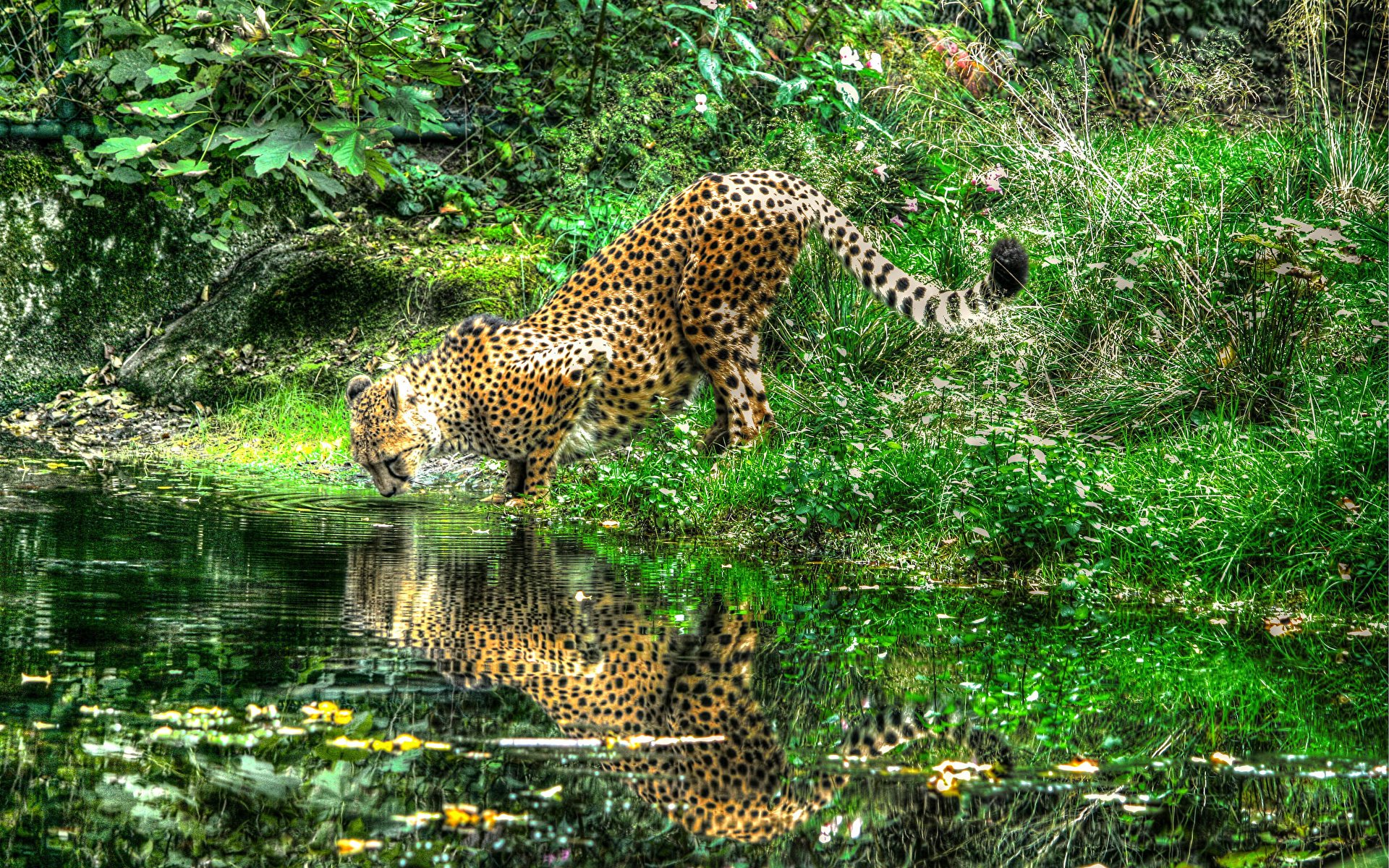 Леопард в лесу