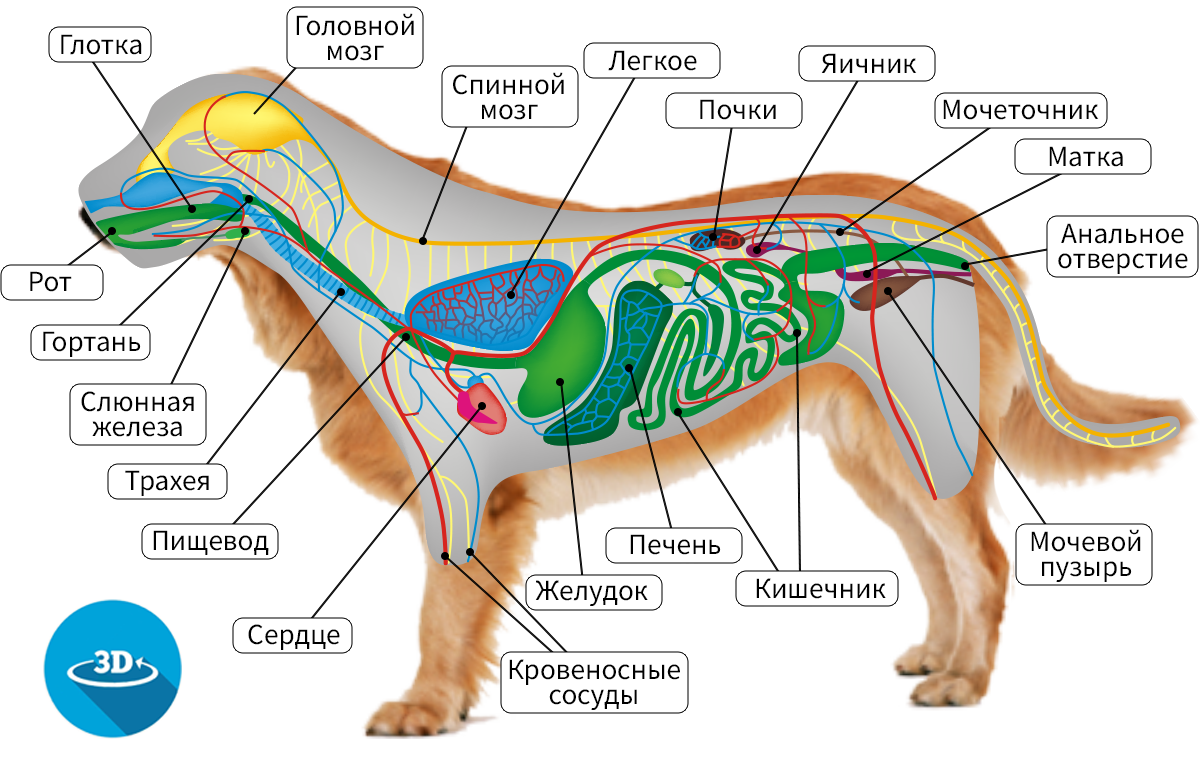 Внутреннее строение млекопитающих кратко. Пищеварительная дыхательная и выделительная системы собаки. Внутреннее строение млекопитающих 7 класс. Внутреннее строение млекопитающих схема. Пищеварительная система млекопитающих схема.