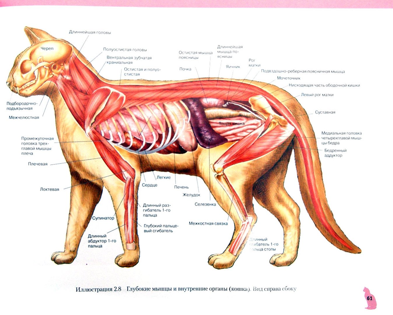 Анатомия кошки мышцы атлас