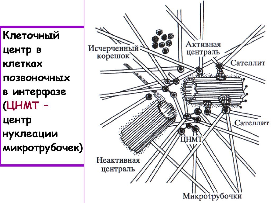 Клеточный центр признаки. Центриоли и микротрубочки. Клеточный центр схема. Схема строения клеточного центра.