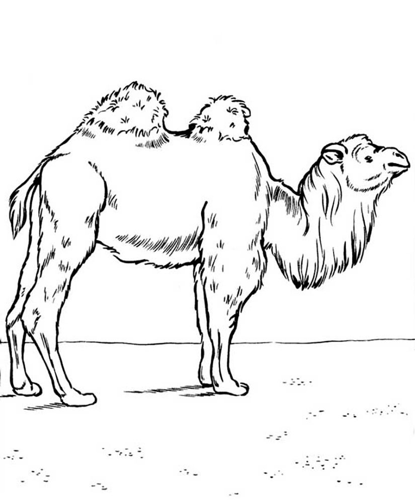 Верблюд рисунок для детей раскраска